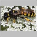 Crabro cribarius - Grabwespe w001d 14mm - OS-Wallenhorst-Tongrube-det.jpg